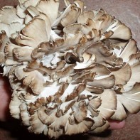 Maitake 3