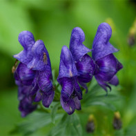 Aconite 4 nuotrauka