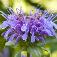 Monardos nuotrauka 5