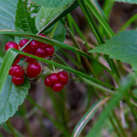 Roebuck Berry bramble 5 nuotrauka