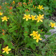 Hypericum 5 nuotrauka