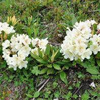 Kaukazinio rododendro nuotrauka 3