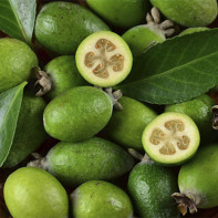 Feijoa nuotrauka