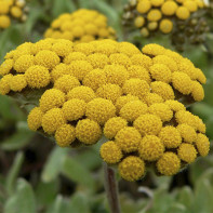 Immortelle nuotrauka