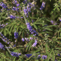 Vitex 4 nuotrauka