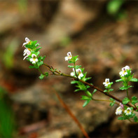 Eyebright 3 nuotrauka