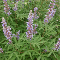 Vitex 2 nuotrauka