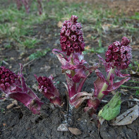 Butterbur 4 nuotrauka