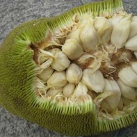 Marang stiebo nuotrauka 6