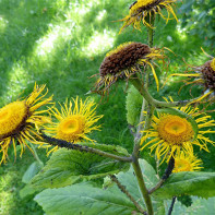 Elecampane 4 nuotrauka