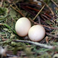 Balandžių kiaušinių nuotrauka 4