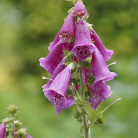 Digitalis 3 nuotrauka