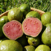 Guava 2 nuotrauka