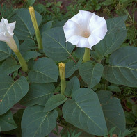 Datura 3 vaizdai