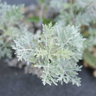 Nuotrauka Wormwood 5