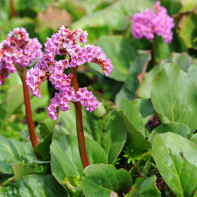 Bergenia Bergenica 3 nuotrauka