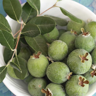 Feijoa 5 nuotrauka