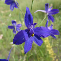 Nuotrauka iš larkspur