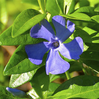 Lavincas 2 nuotrauka