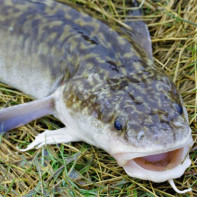 Burbot nuotrauka 5