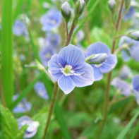 Vaistinės veronikos (Veronica officinalis) nuotrauka 2