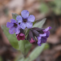 Lungwort 5 nuotrauka