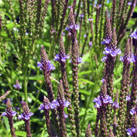 Verbena 4 nuotrauka