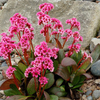 Bergenia Bergenica 5 nuotrauka