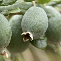 Feijoa nuotrauka 2