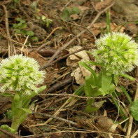 Butterbur 2 nuotrauka