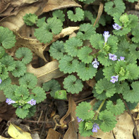 Budwort gebenės nuotrauka