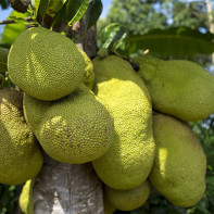 Nuotrauka Jackfruit 3