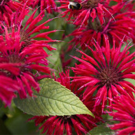 Monardos nuotrauka 2