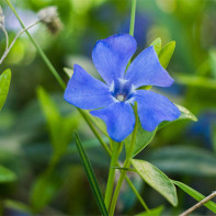 Periwinkle 3 nuotrauka