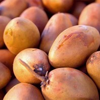 Sapodilla 2 nuotrauka