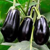 Aubergine nuotraukos