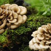 Maitake