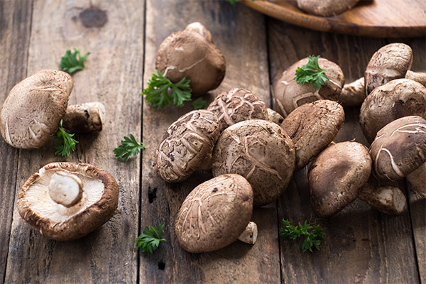 Shiitake nauda ir žala