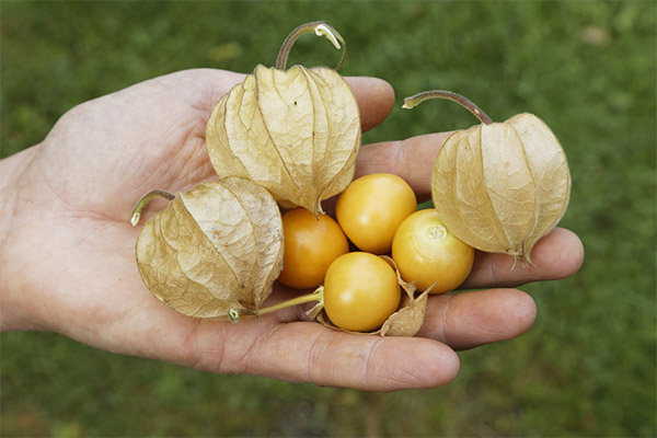 Physalis moterims