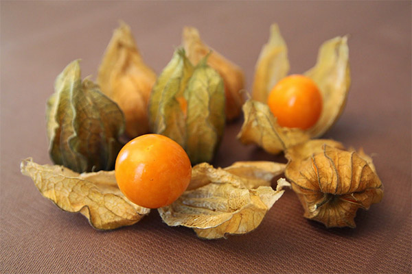 Physalis nauda ir žala