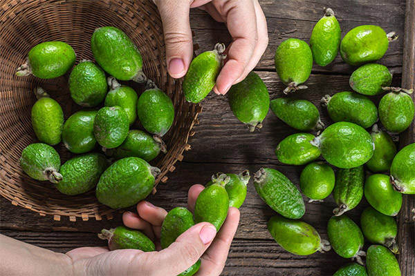 Kaip pasirinkti ir laikyti Feijoa