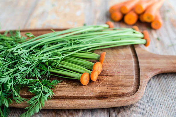 Morkų viršūnės maisto gamyboje