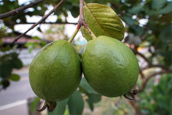 Guava faktai