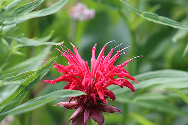 Monardos virimas