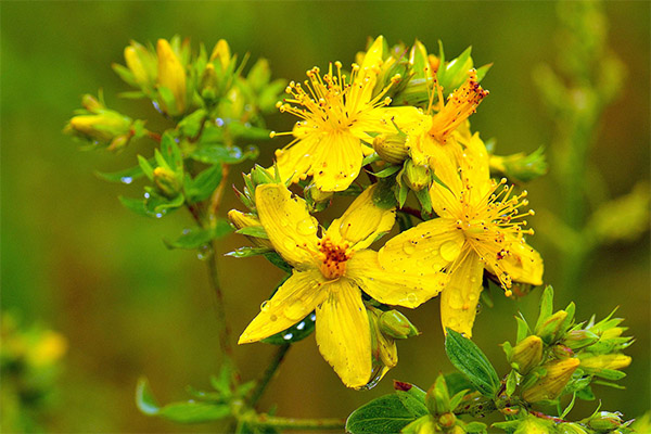 Hypericum naudojimas kosmetologijoje