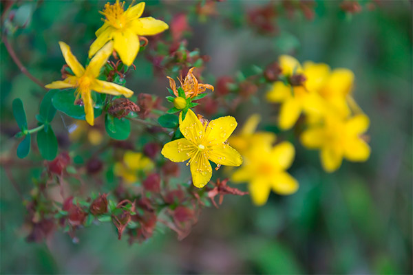 Hypericum vartojimo kontraindikacijos