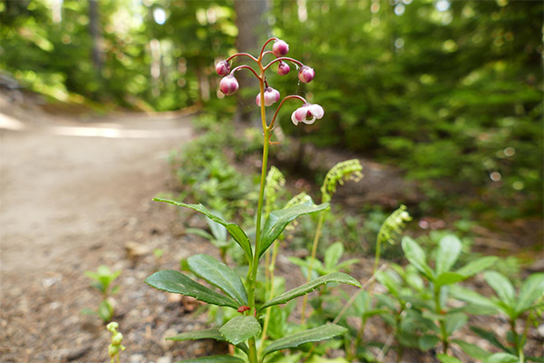 Winterberry