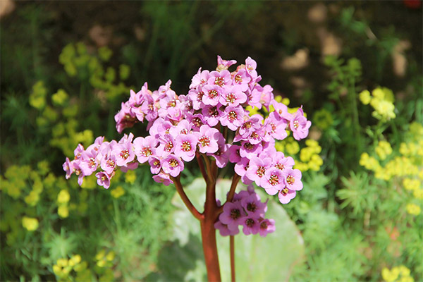 Bergenia tradicinėje medicinoje