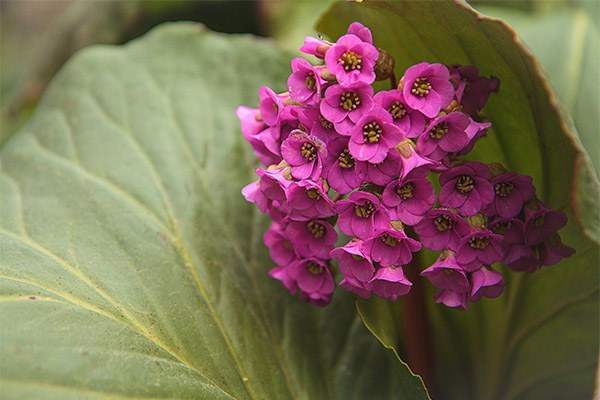 Bergenia