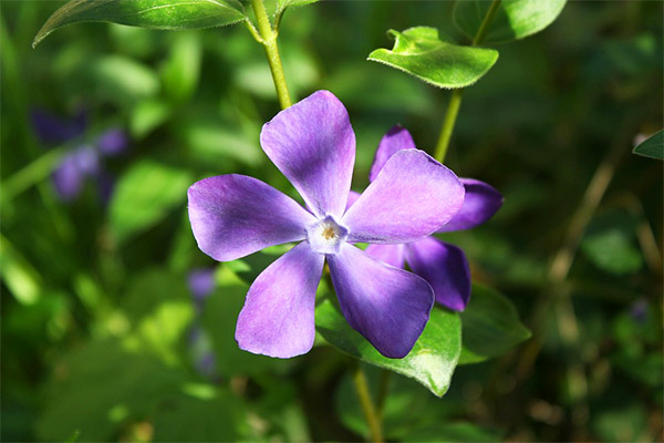 Barberry